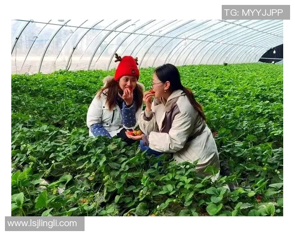 果园采摘乐趣体验：畅游丰收季节，品味自然的甘甜与欢愉