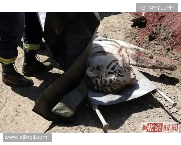 激烈角逐！顶级泳将挑战极限，泳池内惊险瞬间回顾